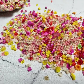 Dekoráció DIY Mesterséges 100 Szárított Virág Fejét Krizantém Kézzel készített Kézműves Köröm Töltés Szárított Virág, Tartozékok