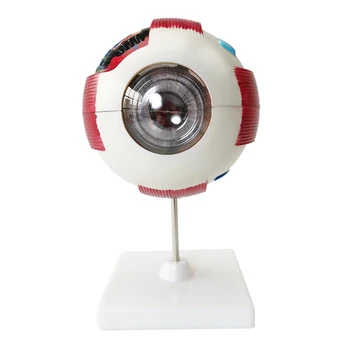 LTB-M szeme modell szemészet Emberi szem modell orvosi tudomány, az oktatás, az anatómiai szemgolyó modell 6X